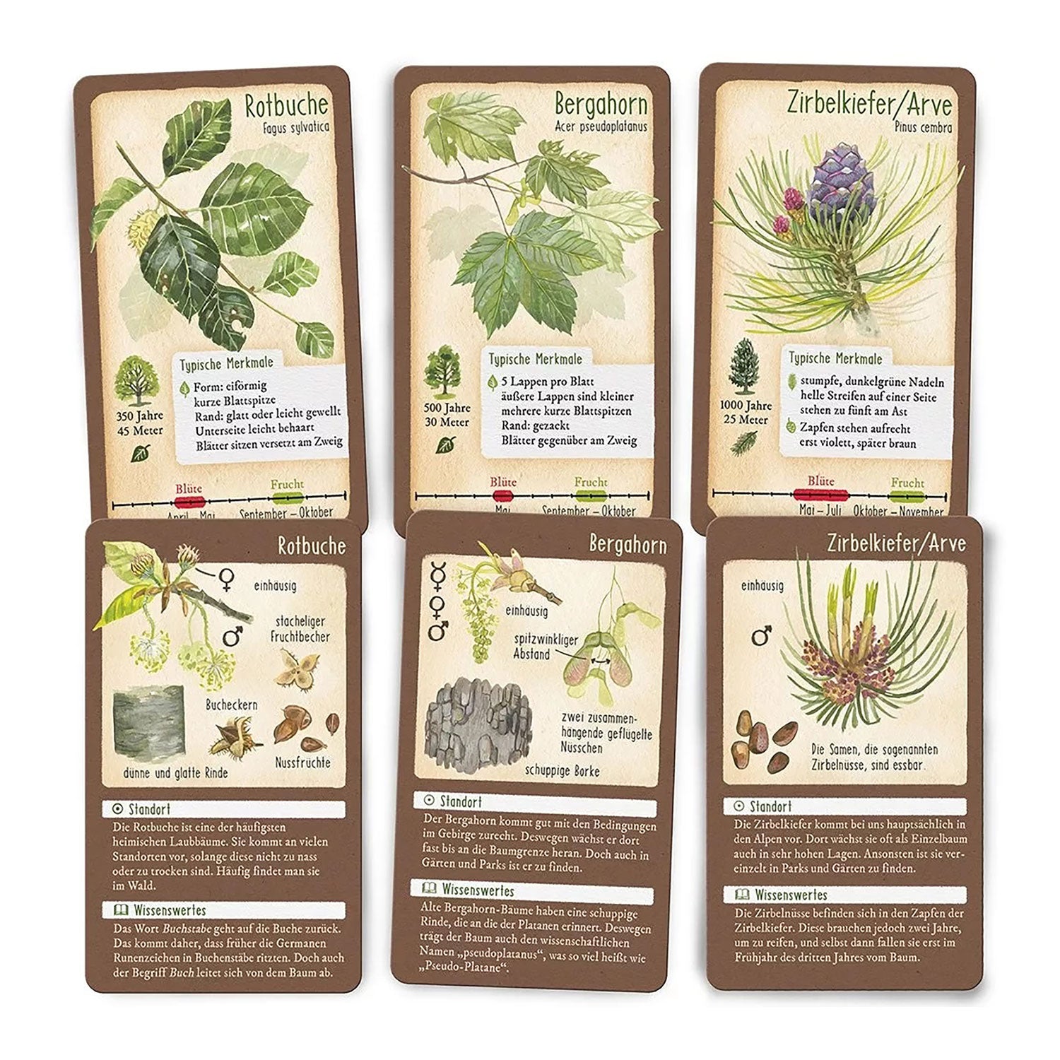 Aufgeschlagener Naturführer heimische Bäume mit Illustrationen und Text