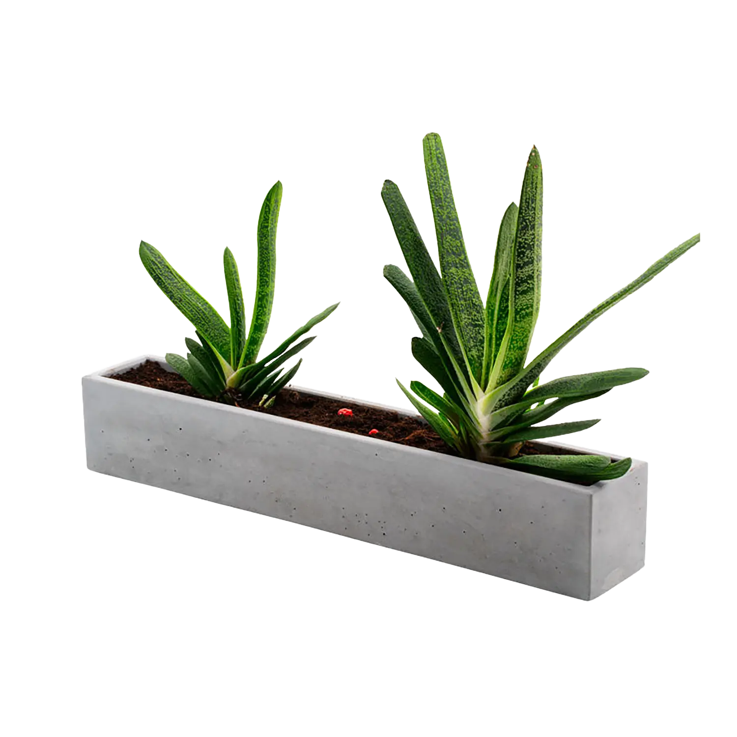 Zwei grüne Aloe-Pflanzen stehen in einem langen, grauen Beton-Blumenkasten, gefüllt mit Erde vor weißem Hintergrund. Die stilvollen Pflanzgefäße verleihen jedem Raum Eleganz und verbinden natürliche Schönheit mit modernem Design.