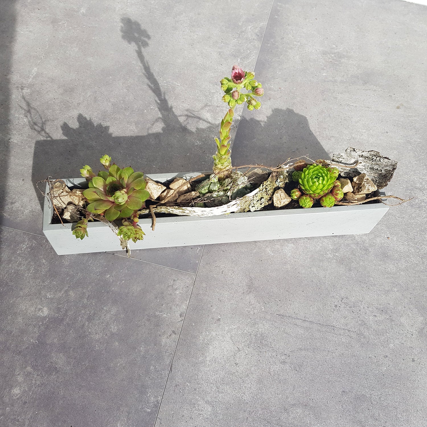 Auf dem grau gefliesten Boden steht ein grauer Beton-Blumenkasten, gefüllt mit Sukkulenten und Rinde. Die Pflanzen zeigen grüne und rötliche Farbtöne, variierende Höhen und eine kleine rosa Blüte auf einem hohen Stiel. Elegante Schattenwürfe zur Seite verstärken die Wirkung des Arrangements.
