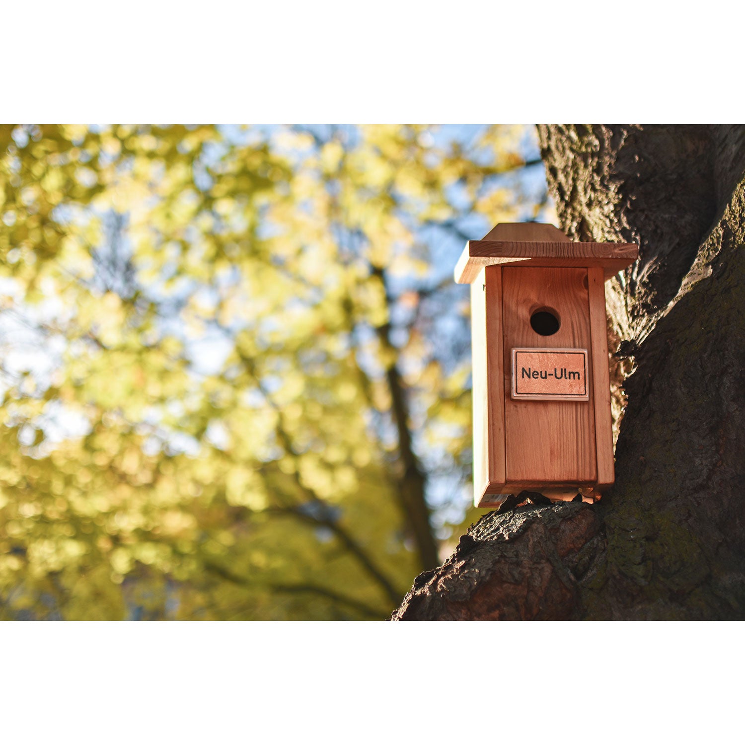Ein hölzernes Vogelhaus mit Ortsname Neu-Ulm ist an einem Baumstamm befestigt. Sonnenlicht fällt durch gelbe Blätter, erzeugt einen warmen Schein und verbindet modernes Design mit Naturelementen. Der Hintergrund zeigt sanft gefärbtes Laub.
