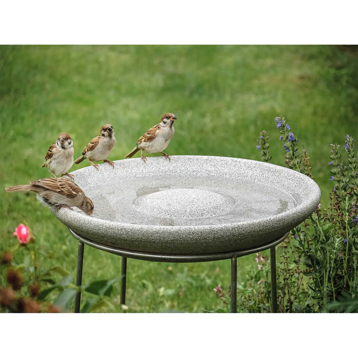 Vogeltränke Granicum mit Ständer, frostfest