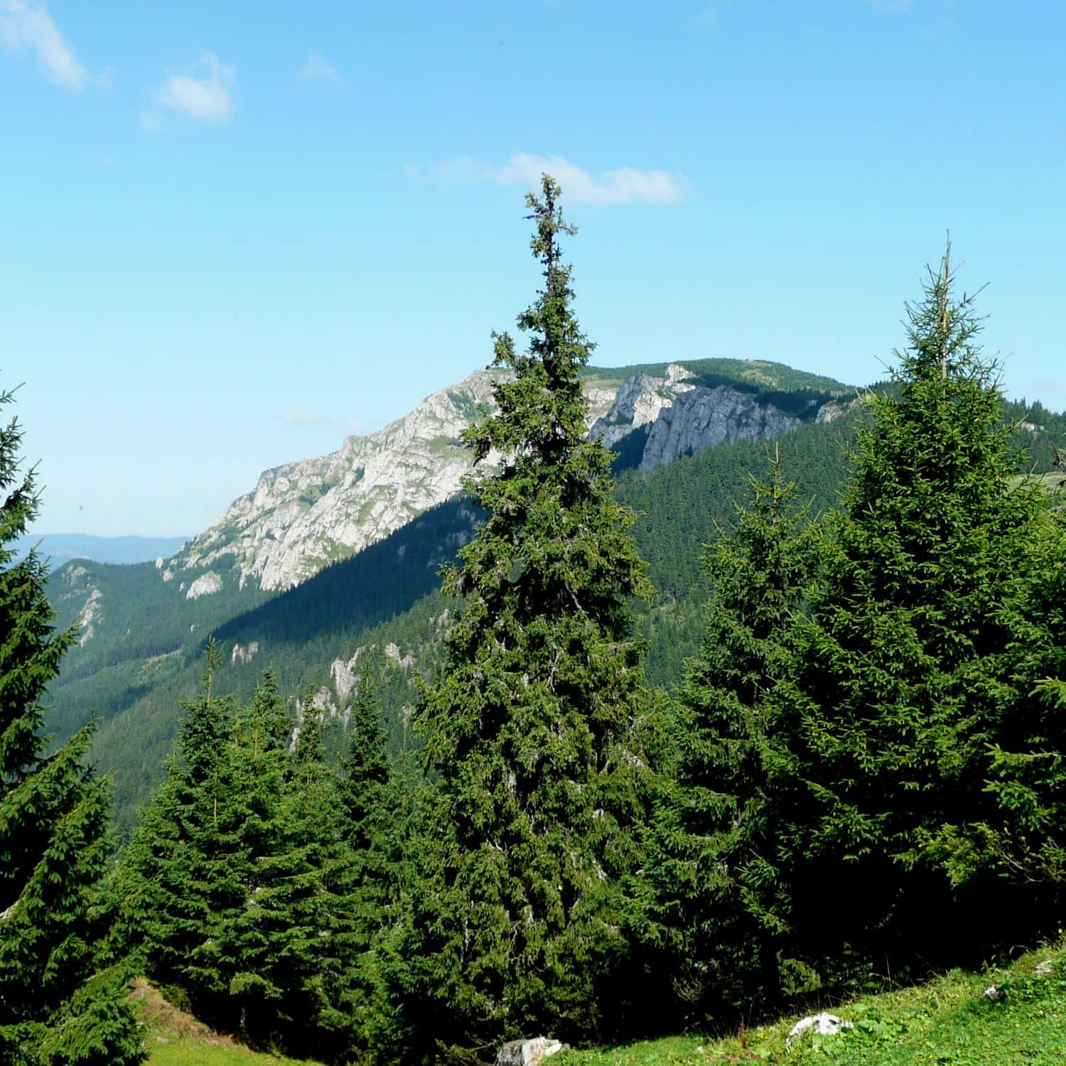 Zirbenduft für zuhause