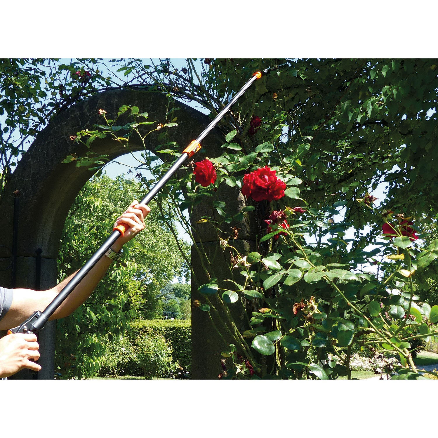 Rosenschere mit Haltefunktion beim Schneiden eines Rosenzweigs